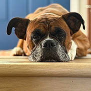 Kobe is registered to the contest to win money with this photo: black_muzzle, blue_curtains, boxer, brown_and_white, canine, close_up, dog, floppy_ears, front_facing, fur, indoor, lying_down, pet, photography, portrait, resting, sad_expression, sleepy, wooden_floor, wrinkled
