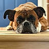 black_muzzle, blue_curtains, boxer, brown_and_white, canine, close_up, dog, floppy_ears, front_facing, fur, indoor, lying_down, pet, photography, portrait, resting, sad_expression, sleepy, wooden_floor, wrinkled