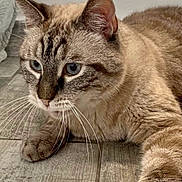 Bambou participe au concours pour gagner de l'argent avec cette photo : cat, blue_eyes, fur, whiskers, close_up, floor, tile, pet, animal, domestic_cat, mammal, indoor, curious, laying_down, paws, ears, face, feline, looking, resting