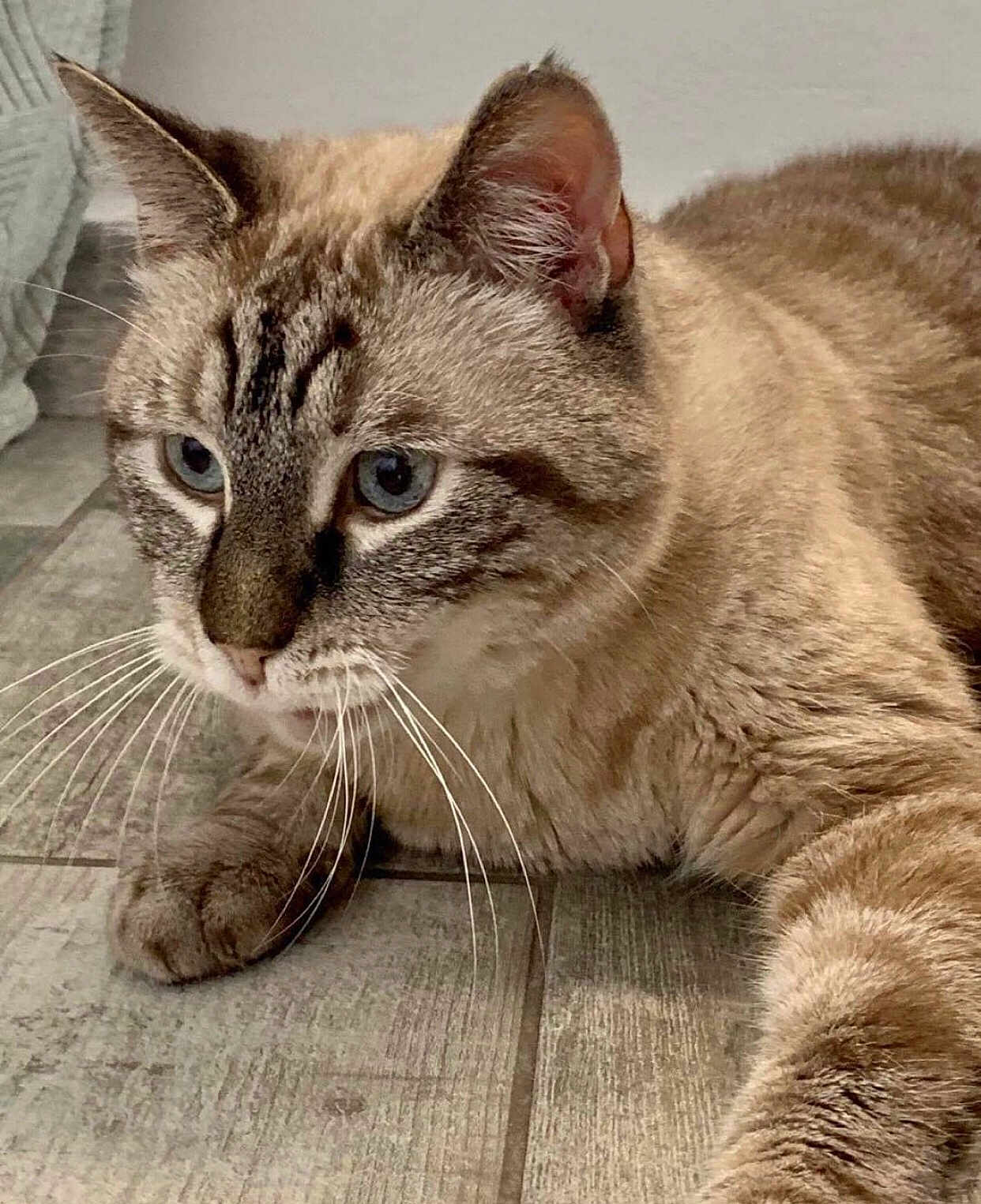 Bambou participe au concours pour gagner de l'argent avec cette photo : cat, blue_eyes, fur, whiskers, close_up, floor, tile, pet, animal, domestic_cat, mammal, indoor, curious, laying_down, paws, ears, face, feline, looking, resting