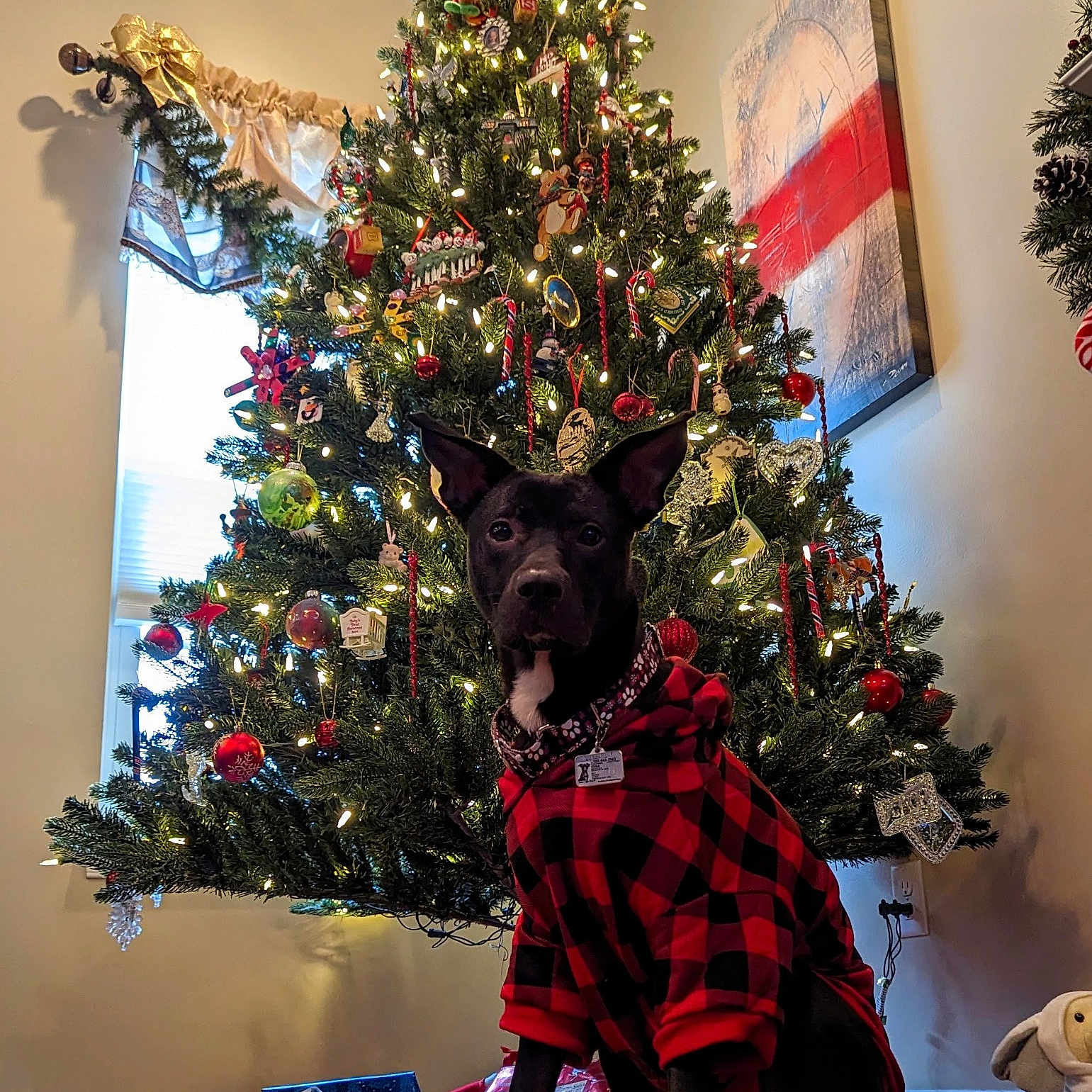 Kona