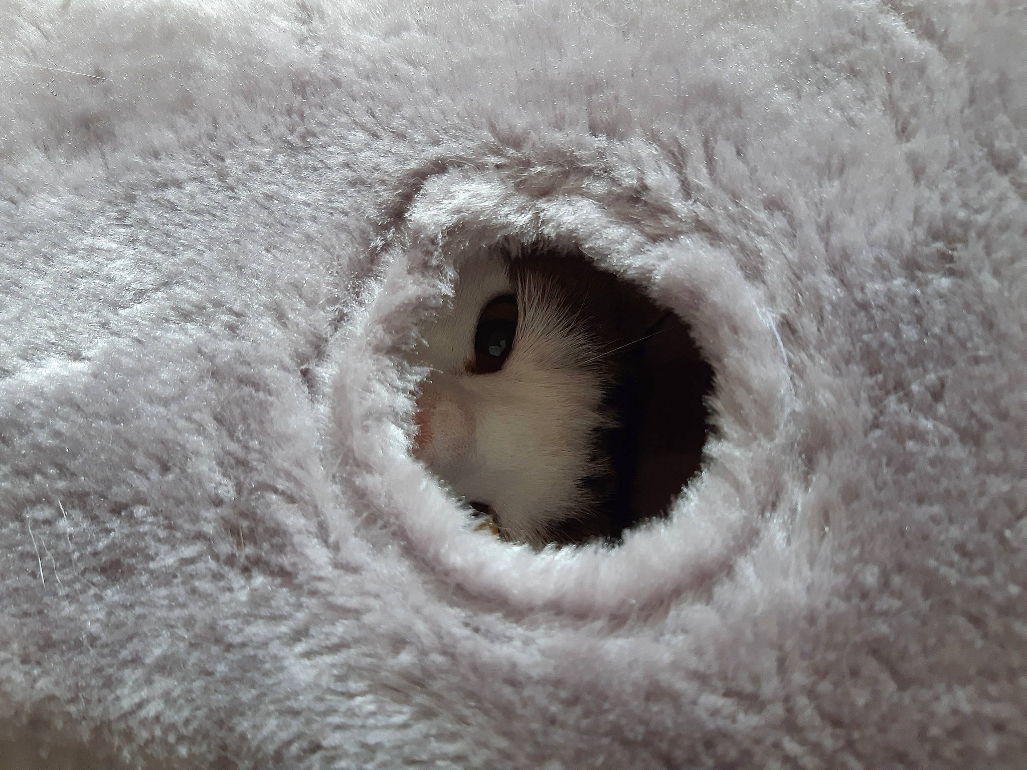 Yoni participe au concours pour gagner de l'argent avec cette photo : bird_of_prey, circle, eyelash, fur, macro_photography, owl, snout, terrestrial_animal, whiskers