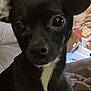 Ava is registered to the contest to win money with this photo: dog, black_dog, white_patch, pet, indoor, close_up, curious, animal, canine, portrait, furry, ears, eyes, nose, couch, household, background, domestic, companion, cute