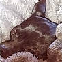 Ava joined the competition — help win amazing prizes! dog, sleeping, blanket, cozy, fur, pet, animal, resting, soft, texture, closeup, snout, ear, indoor, comfort, warm, relaxation, brown, furry, nap
