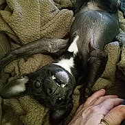 Ava joined the competition — help win amazing prizes! dog, black_dog, white_patch, blanket, cozy, lying_down, playful, teeth, upside_down, pet, canine, fur, snout, ears, paw, human_hand, ring, relaxation, indoor, comfort