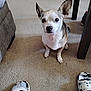 dog, small_dog, indoor, carpet, ears, sitting, shoes, socks, table_leg, couch, pet, animal, looking, floor, domestic, cute, attention, white, black, brown