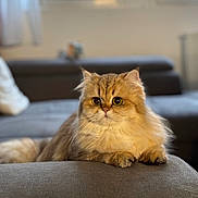 Niyyah participe au concours pour gagner de l'argent avec cette photo : cat, fluffy_cat, golden_fur, pet, indoor, sofa, living_room, portrait, closeup, big_eyes, whiskers, paws, long_hair, cozy, relaxed, furniture, blurred_background, window, cute, domestic_cat
