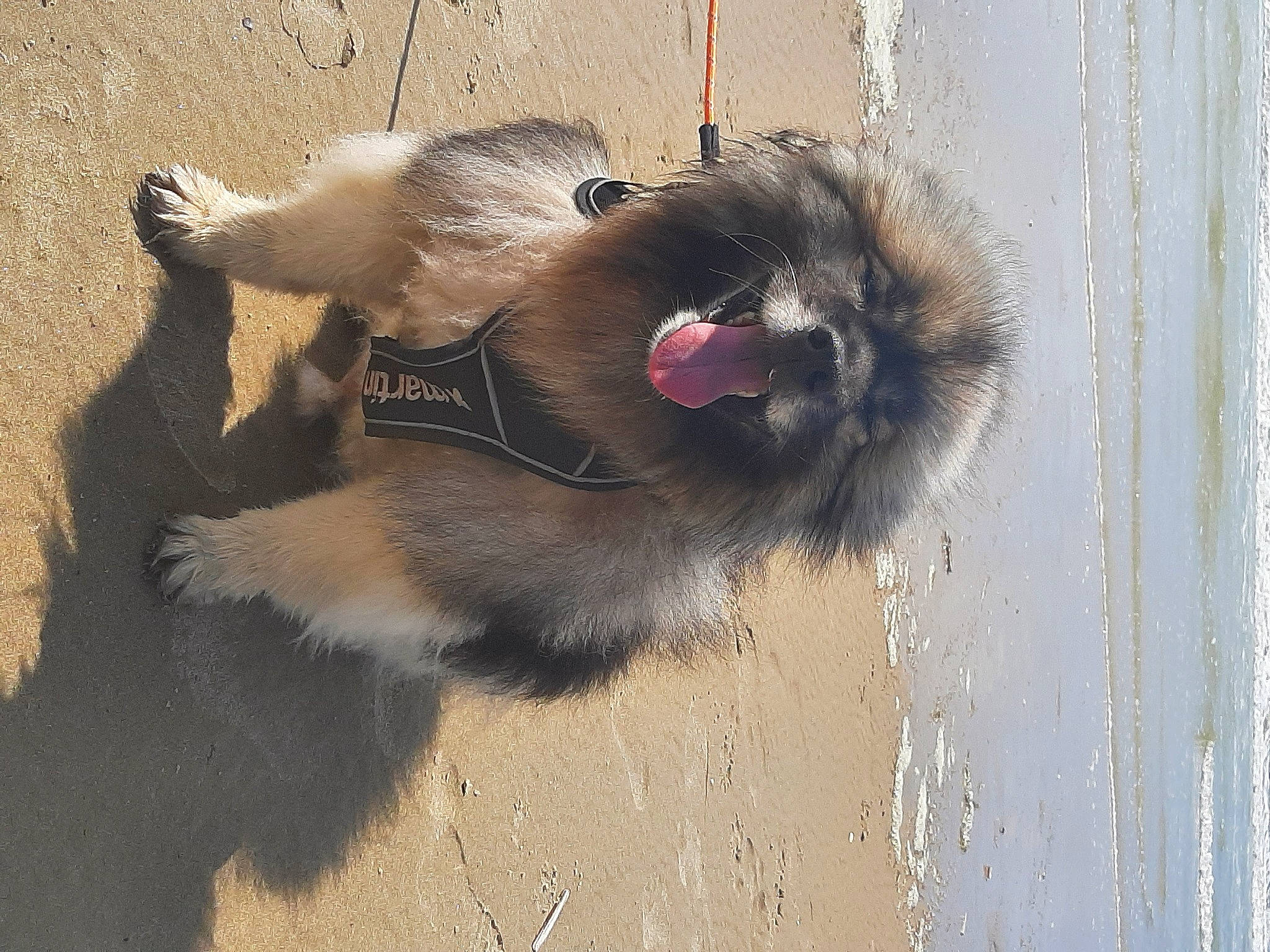 Looky a rejoint le concours — aidez-le/la à gagner de superbes lots ! carnivore, companion_dog, dog_breed, dog_supply, fur, paw, pet_supply, shadow, snout, tail, terrestrial_animal, tints_and_shades, virginia_opossum, whiskers, working_animal