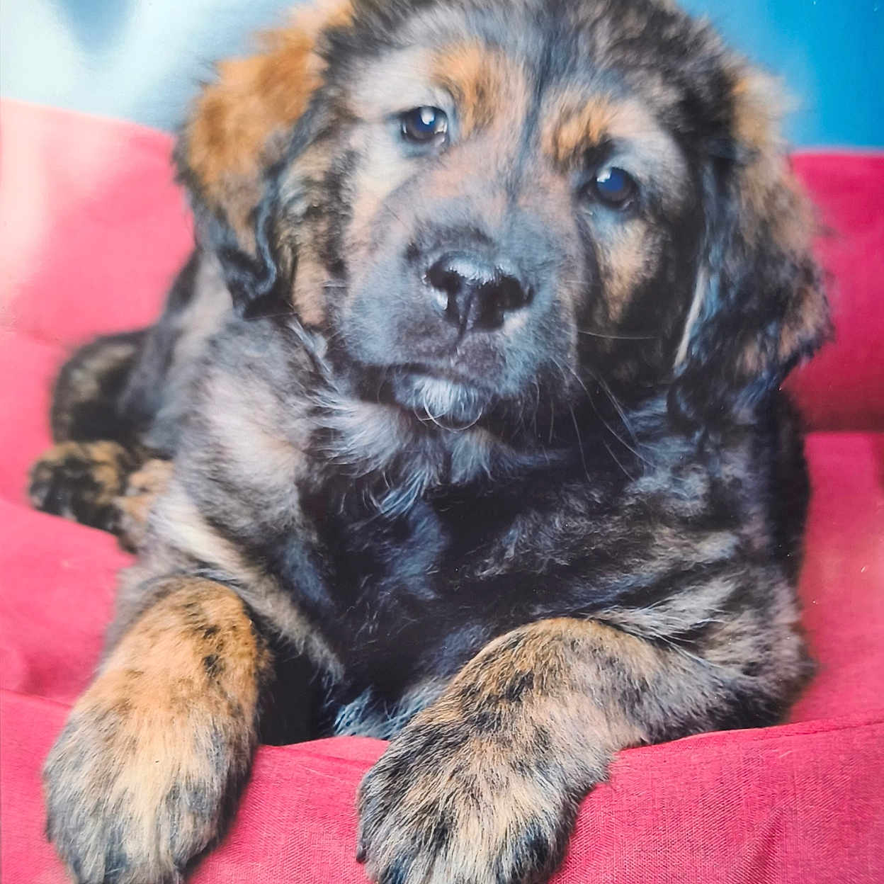Magnus participe au concours pour gagner de l'argent avec cette photo : animal, canine, cockerspaniel, couch, cushion, dog, furniture, germanshepherd, goldenretriever, homedecor, hound, indoors, interiordesign, labradorretriever, person, pet, puppy, sleeping, snout, terrier