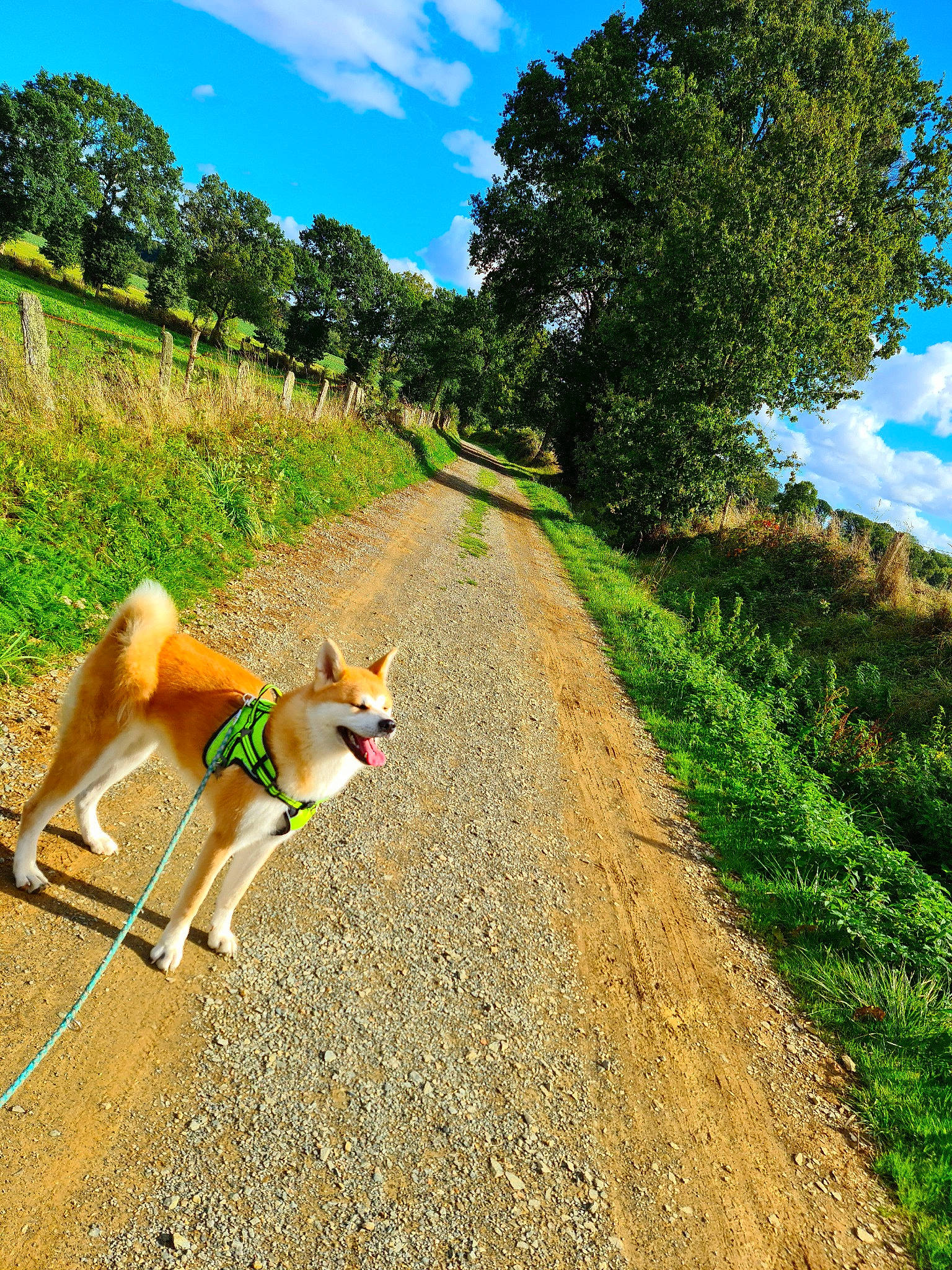 Hinata. a rejoint le concours — aidez-le/la à gagner de superbes lots ! carnivore, cloud, companion_dog, dog, dog_breed, fawn, grass, grassland, green, landscape, natural_landscape, people_in_nature, plant, road, road_surface, sky, slope, tail, tree, working_animal