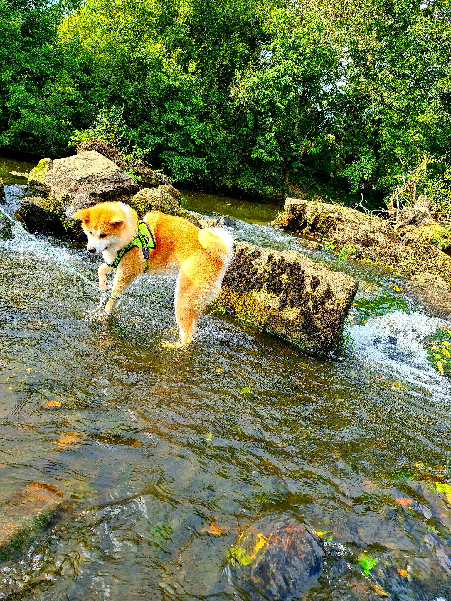 Hinata. a rejoint le concours — aidez-le/la à gagner de superbes lots ! ball, carnivore, companion_dog, dog, dog_breed, fawn, grass, groundcover, lake, landscape, leisure, natural_landscape, plant, recreation, sporting_group, spring, stream, tail, tree, water