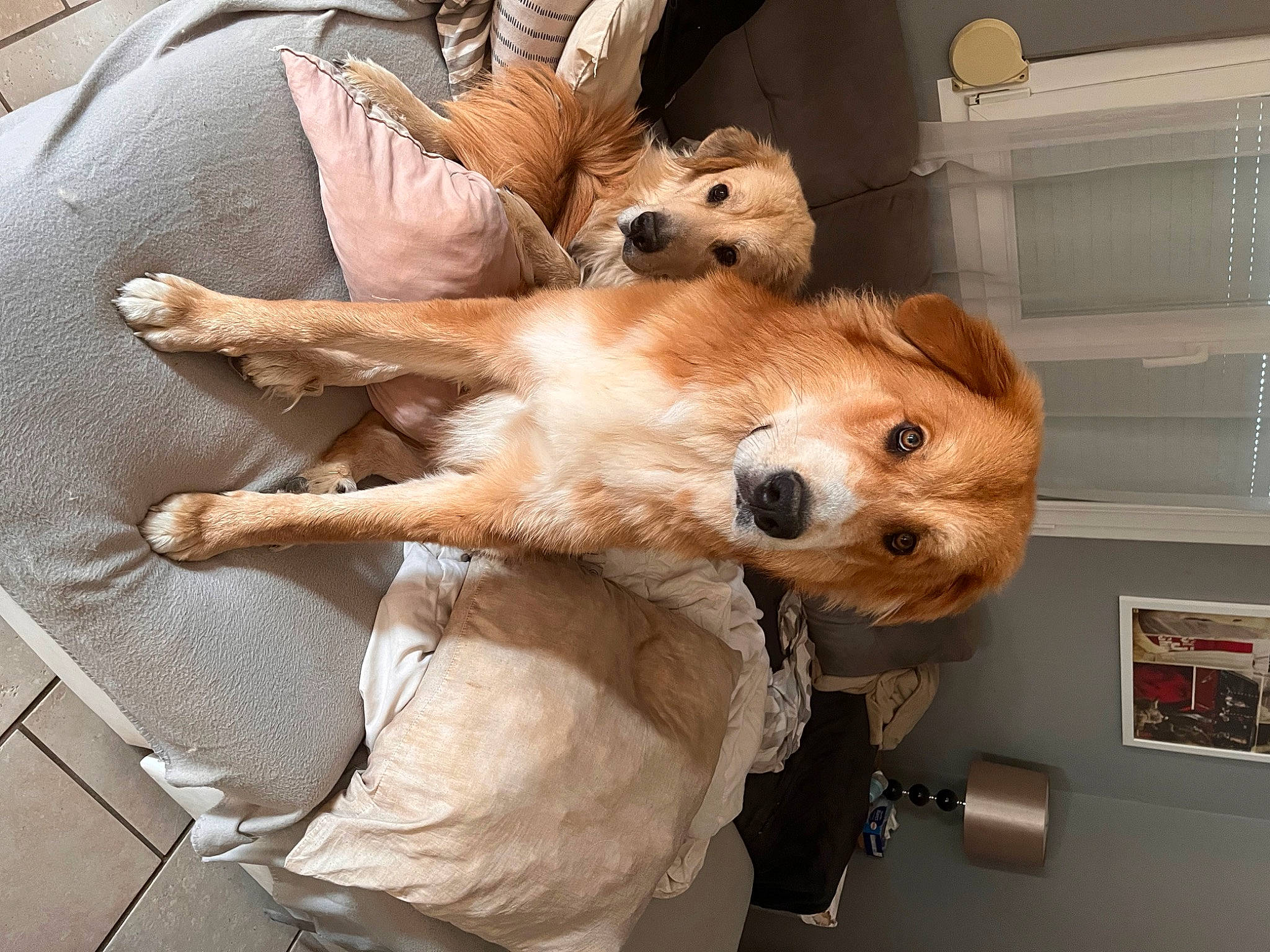 Groot a rejoint le concours — aidez-le/la à gagner de superbes lots ! canidae, carnivore, comfort, companion_dog, dog, dog_breed, dog_supply, fawn, fur, paw, plush, pomeranian, snout, spitz, sporting_group, stuffed_toy, toy, toy_dog, whiskers, working_animal