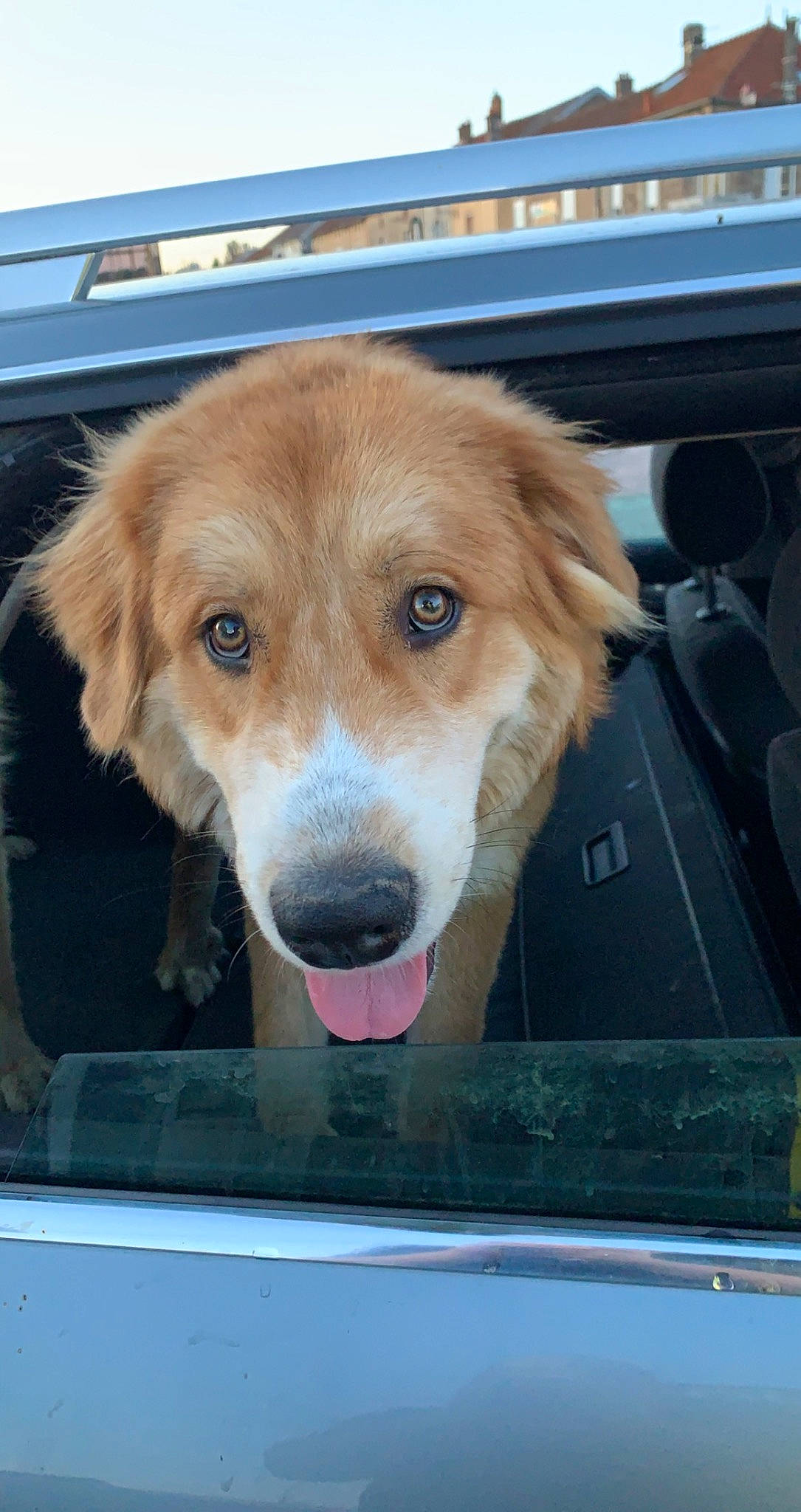 Groot a rejoint le concours — aidez-le/la à gagner de superbes lots ! auto_part, automotive_exterior, automotive_mirror, canidae, carnivore, collar, companion_dog, dog, dog_breed, dog_supply, door, fawn, fur, liver, motor_vehicle, snout, vehicle, vehicle_door, whiskers, windshield