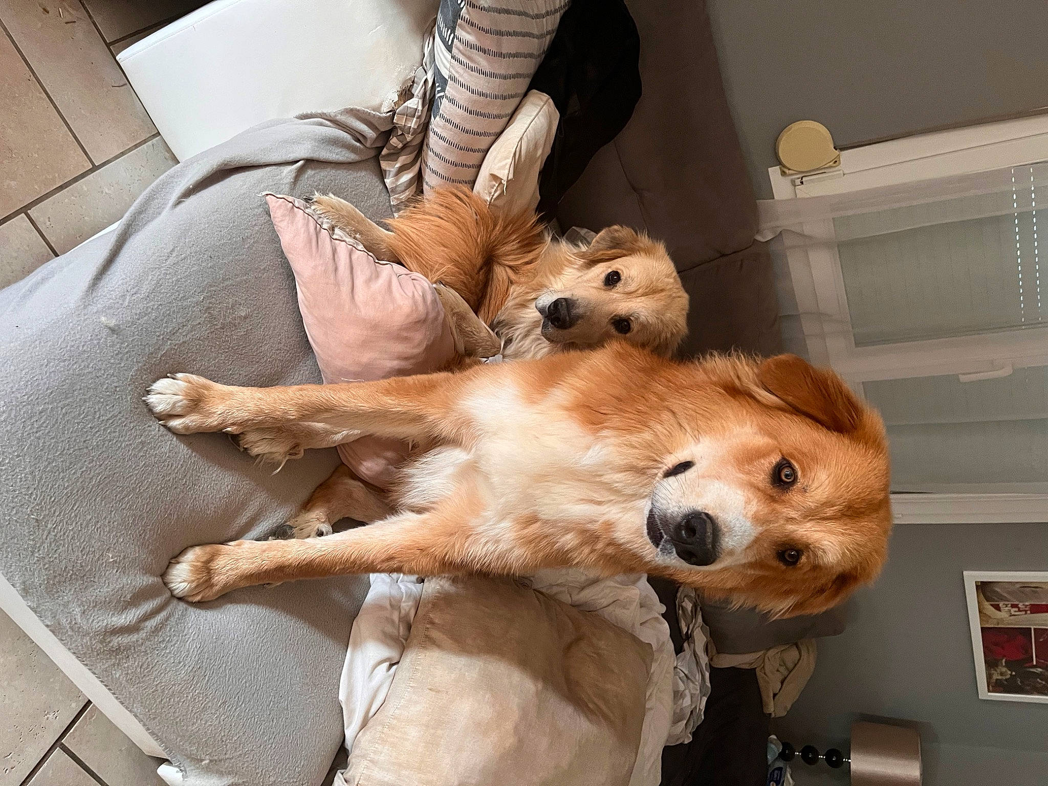 Groot participe au concours pour gagner de l'argent avec cette photo : canidae, carnivore, collar, comfort, companion_dog, couch, dog, dog_breed, dog_supply, fawn, fur, non_sporting_group, paw, pomeranian, room, snout, whiskers, working_animal