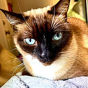 Koa joined the competition — help win amazing prizes! cat, siamese_cat, blue_eyes, close_up, whiskers, indoor, pet, feline, fur, animal, resting, blanket, soft_texture, portrait, mammal, domestic_animal, face, ears, cute