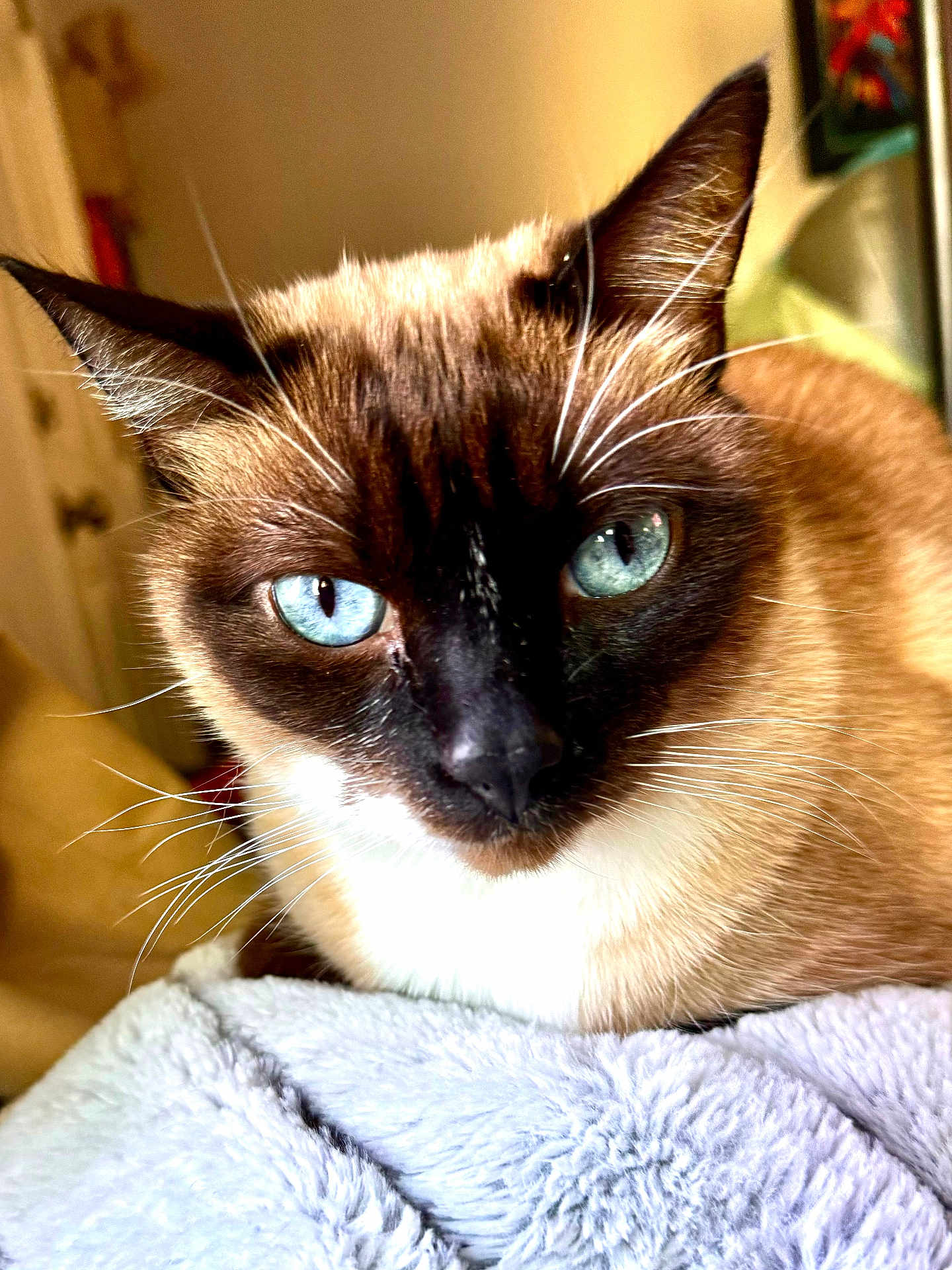 Koa
