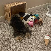 Jacob is registered to the contest to win money with this photo: animal, baseboard, basket, brown_wall, carpet, cozy, dog, floor, furry, home, ice_cream_toy, indoor, panda_toy, pet, plush_toys, relaxed, soft_lighting, stuffed_animal, toy_pile, window