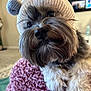 Jacob joined the competition — help win amazing prizes! bear_ears, blanket, carpet, close_up, cozy, curious_eyes, cute, dog, fluffy, fur, furniture, home, indoor, knitted_hat, paws, pink, resting, soft, television, textured_blanket