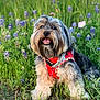 Jacob is registered to the contest to win money with this photo: animal, canine, closeup, cute, daylight, dog, flowers, fur, grass, greenery, happy, nature, outdoor, pet, portrait, red_harness, sitting, smiling, tongue_out, wildflowers