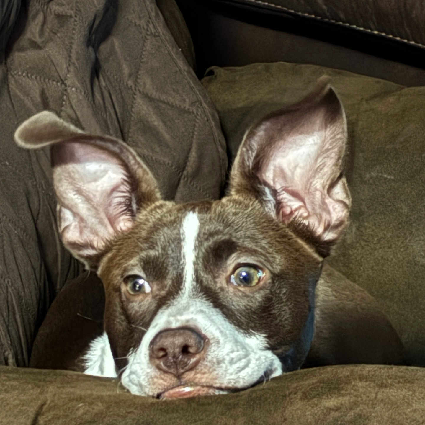 Lily joined the competition — help win amazing prizes! animal, brown, canine, close_up, comfort, couch, cozy, dog, ears, expression, face, fur, furniture, home, indoor, pet, portrait, relaxed, resting, white