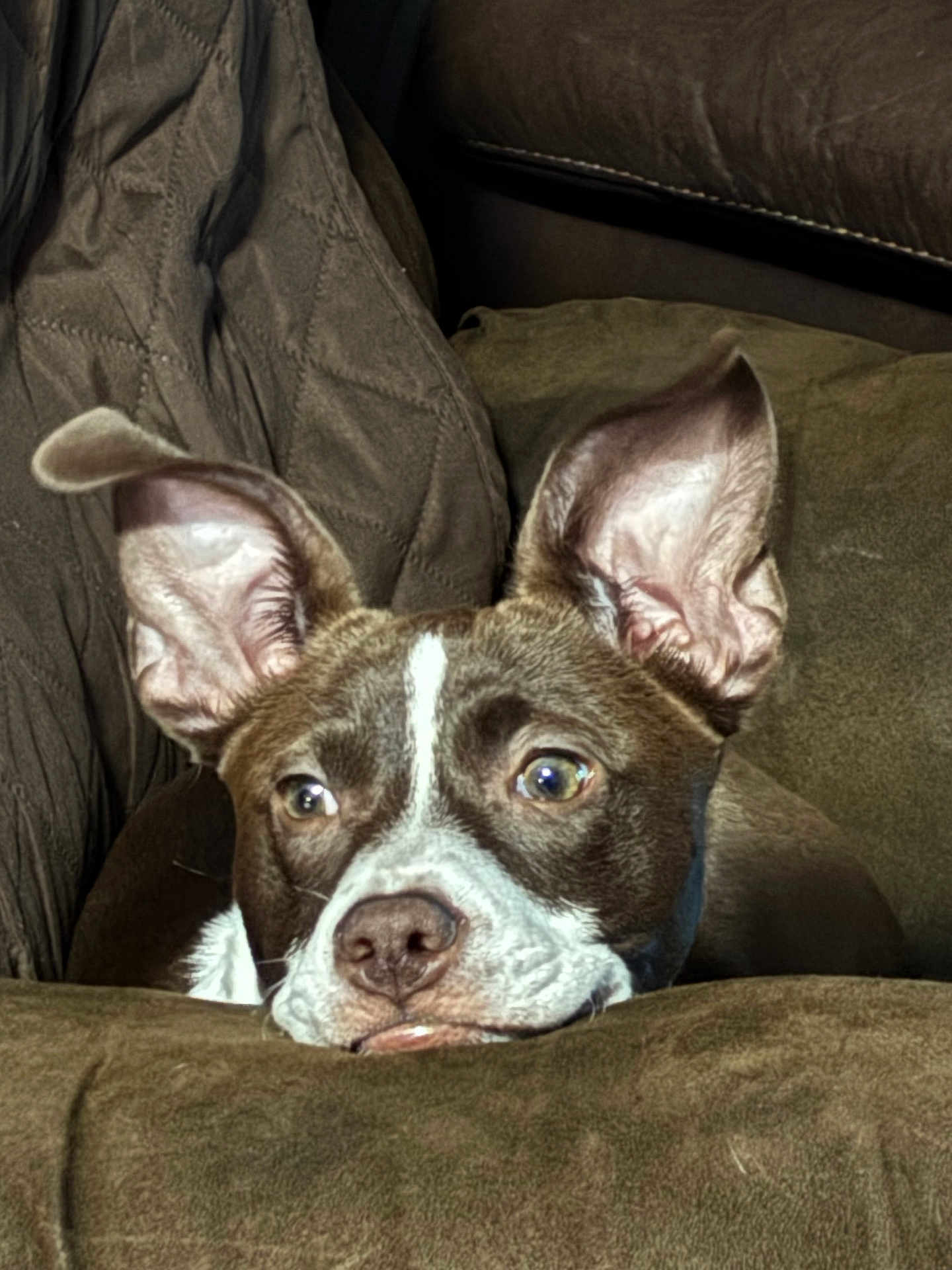 Lily joined the competition — help win amazing prizes! dog, pet, brown, white, ears, close_up, resting, couch, indoor, cozy, fur, face, animal, canine, expression, relaxed, comfort, portrait, home, furniture