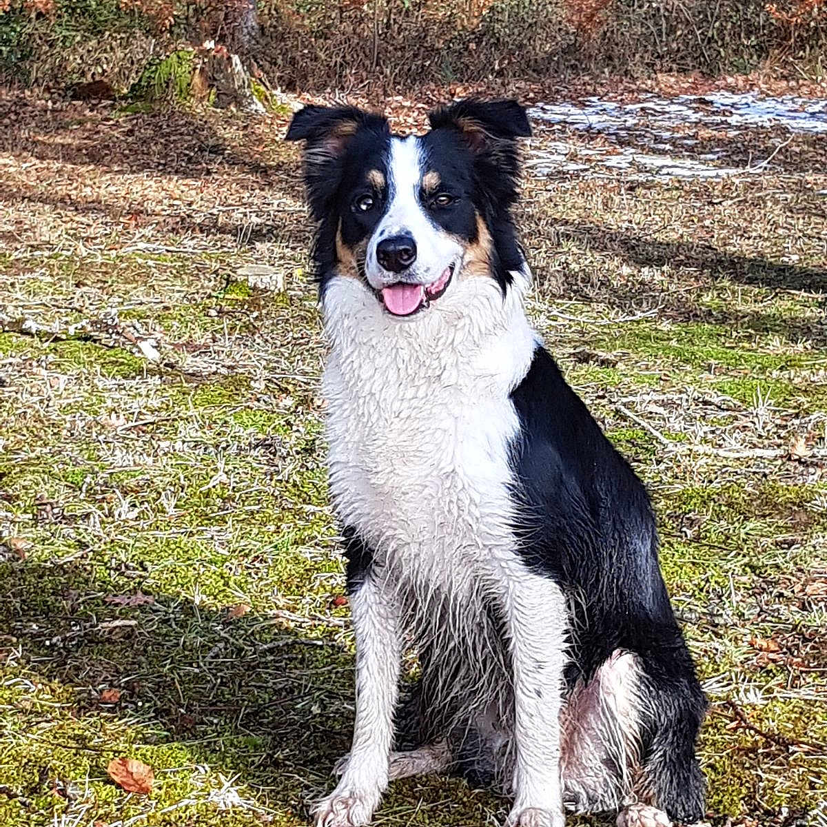 Nëiko participe au concours pour gagner de l'argent avec cette photo : accessories, animal, canine, cockerspaniel, collie, dog, grass, grove, husky, land, nature, outdoors, park, pet, plant, puppy, rock, tree, vegetation, woodland