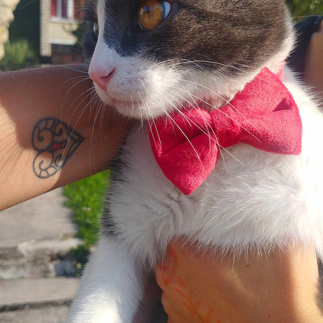Oreo a rejoint le concours — aidez-le/la à gagner de superbes lots ! abyssinian, accessories, animal, bandana, bodypart, bowtie, cat, finger, formalwear, hand, headband, kitten, manx, person, pet, skin, strap, tattoo, tie, wrist