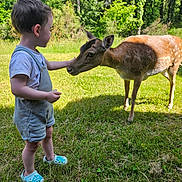 Mattia a rejoint le concours — aidez-le/la à gagner de superbes lots ! child, toddler, deer, grass, outdoor, nature, animal, petting, greenery, sunlight, summer, casual_clothing, shoes, shorts, short_sleeves, wildlife, interaction, peaceful, daytime, backyard
