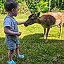 child, toddler, deer, grass, outdoor, nature, animal, petting, greenery, sunlight, summer, casual_clothing, shoes, shorts, short_sleeves, wildlife, interaction, peaceful, daytime, backyard