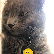 Zona joined the competition — help win amazing prizes! animal, calm, cat, close_up, collar, cute, domestic_animal, ears, expression, face, fur, gray_cat, indoor, light, pet, portrait, smiley_face, tag, whiskers, yellow