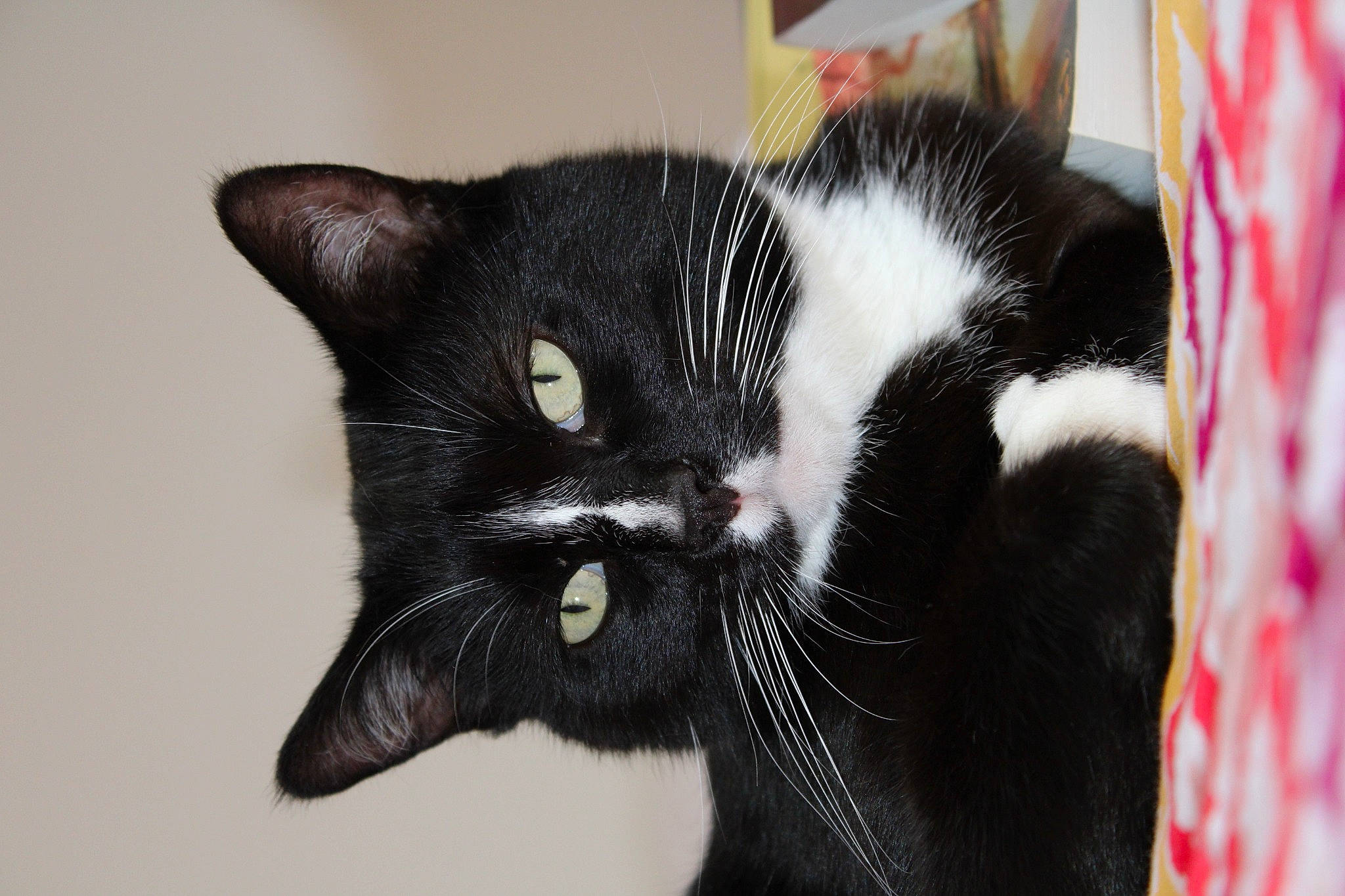 Rûmi participe au concours pour gagner de l'argent avec cette photo : black_cat, carnivore, cat, claw, comfort, domestic_short_haired_cat, felidae, foot, formal_wear, fur, monochrome_photography, paw, small_to_medium_sized_cats, snout, tail, terrestrial_animal, whiskers