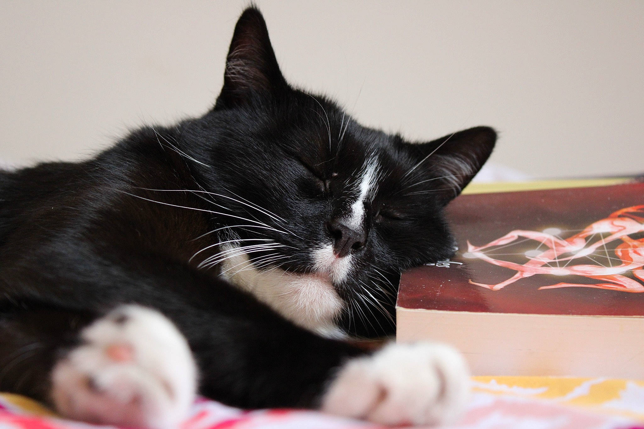 Rûmi a rejoint le concours — aidez-le/la à gagner de superbes lots ! carmine, carnivore, cat, cat_supply, claw, comfort, domestic_short_haired_cat, felidae, foot, fur, nap, paw, small_to_medium_sized_cats, snout, tail, whiskers