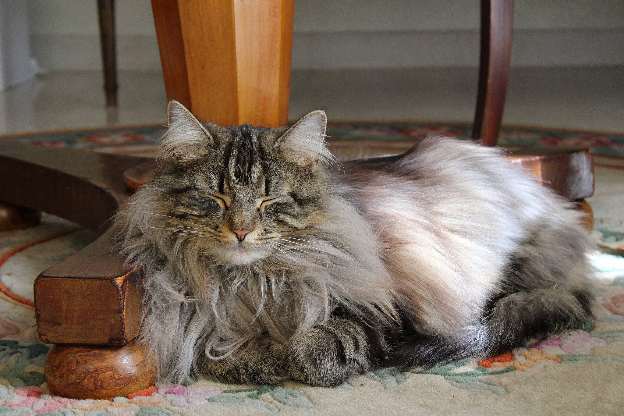 Soyouz a rejoint le concours — aidez-le/la à gagner de superbes lots ! box, carnivore, cat, claw, domestic_short_haired_cat, felidae, fur, maine_coon, paw, small_to_medium_sized_cats, snout, terrestrial_animal, whiskers