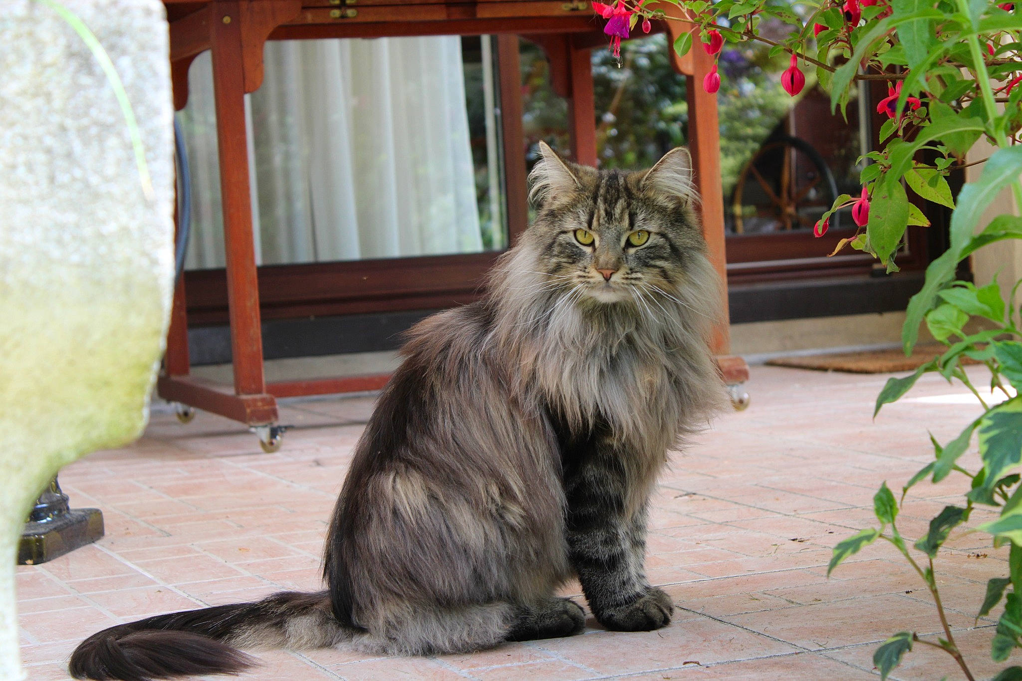 Soyouz participe au concours pour gagner de l'argent avec cette photo : british_longhair, carnivore, cat, claw, domestic_short_haired_cat, felidae, flooring, fur, grass, maine_coon, mammal, plant, small_to_medium_sized_cats, snout, tail, terrestrial_animal, vertebrate, whiskers, window, wood