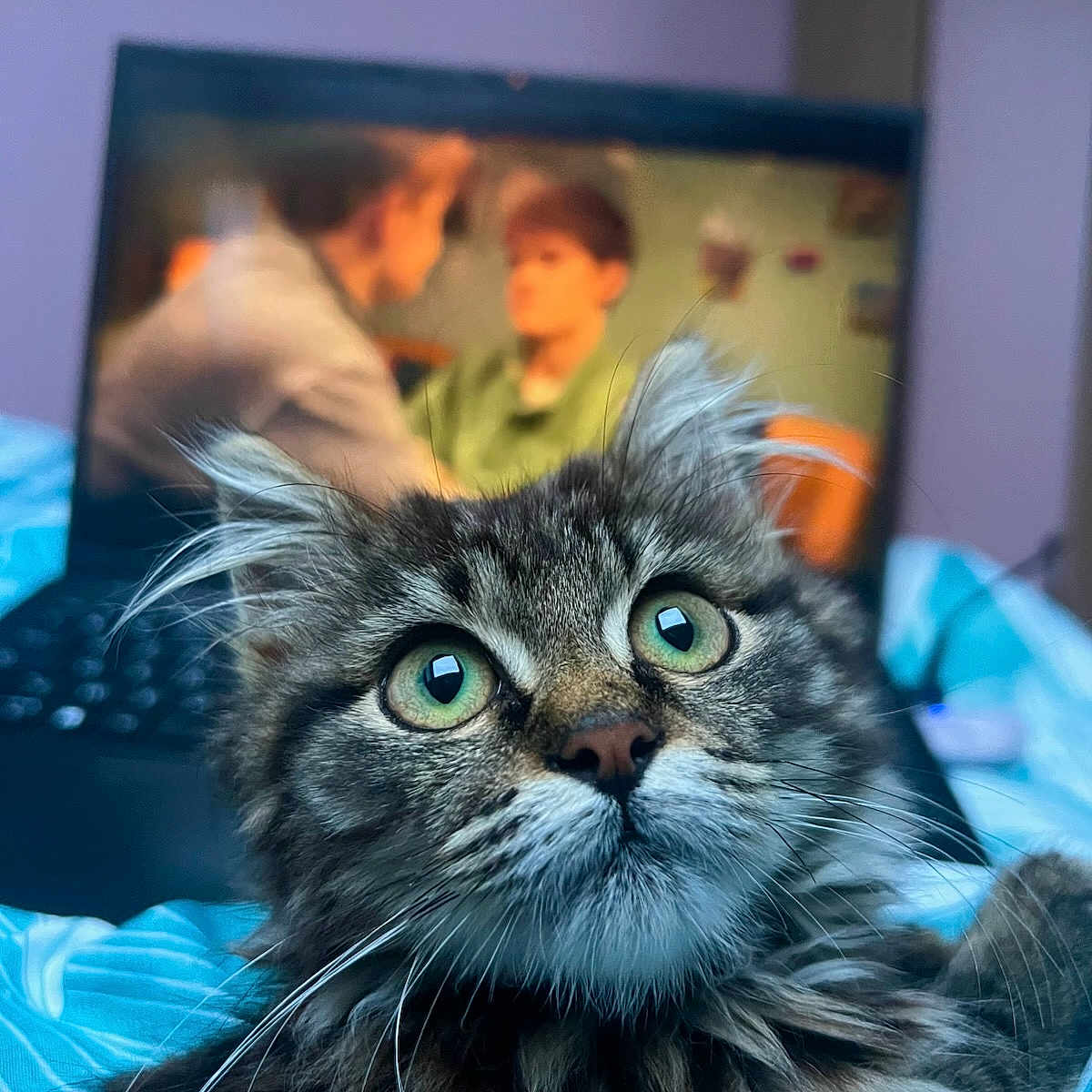 Joy a rejoint le concours — aidez-le/la à gagner de superbes lots ! animal, bed, blanket, blurred_background, cat, close_up, cozy, curious, feline, fur, green_eyes, indoor, laptop, people, pet, portrait, screen, soft_light, tabby, whiskers