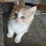Rooki a rejoint le concours — aidez-le/la à gagner de superbes lots ! kitten, cat, blue_eyes, fur, pet, animal, cute, small, indoor, blanket, cozy, whiskers, curious, young, feline, paws, soft, domestic, playful, adorable