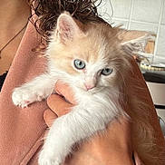 Rooki a rejoint le concours — aidez-le/la à gagner de superbes lots ! kitten, cat, animal, pet, person, hand, fur, blue_eyes, curly_hair, jacket, watch, indoor, close_up, cute, feline, holding, soft_light, domestic, young, cozy