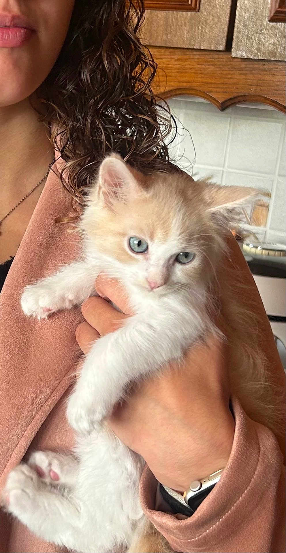 Rooki a rejoint le concours — aidez-le/la à gagner de superbes lots ! kitten, cat, animal, pet, person, hand, fur, blue_eyes, curly_hair, jacket, watch, indoor, close_up, cute, feline, holding, soft_light, domestic, young, cozy