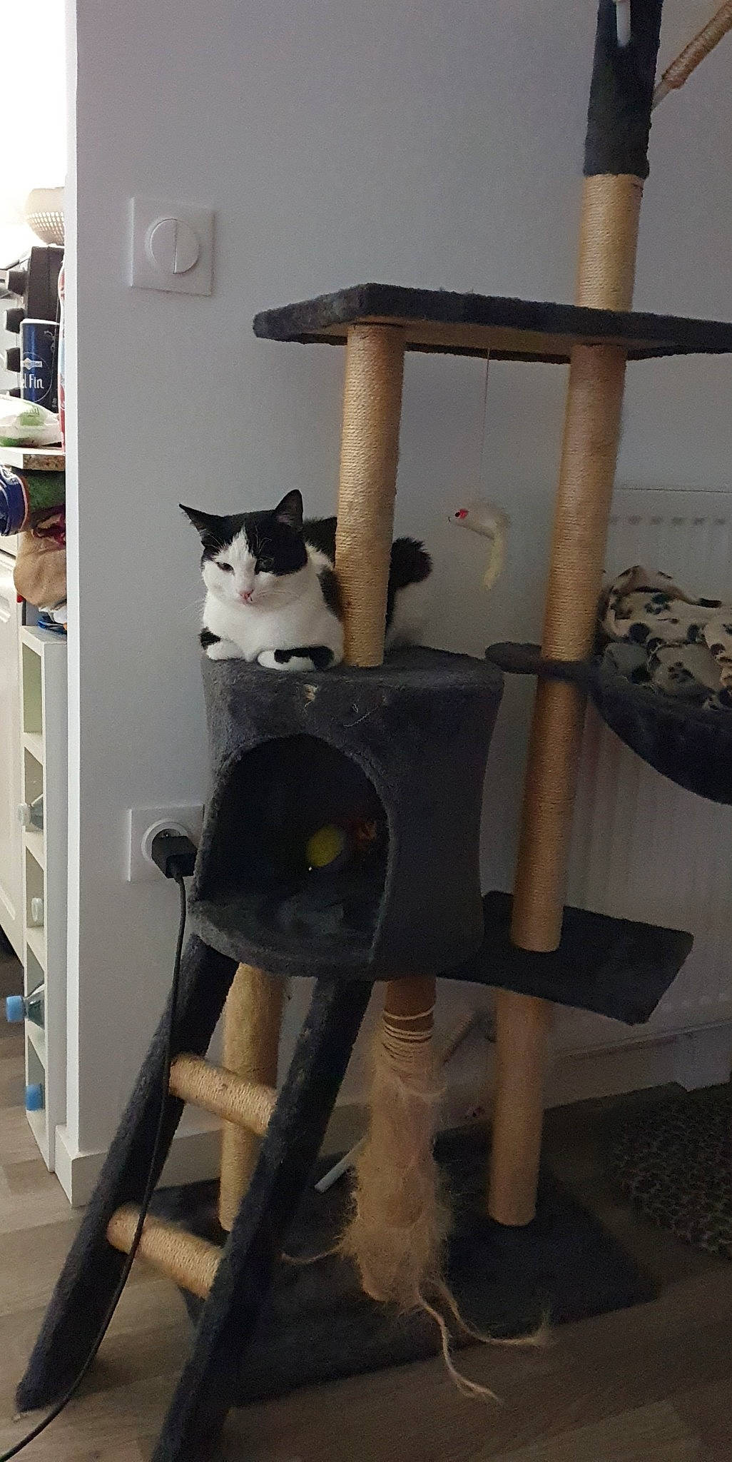 Pas De Nom participe au concours pour gagner de l'argent avec cette photo : bookcase, box, carnivore, cat, cat_supply, domestic_short_haired_cat, felidae, flooring, fur, hardwood, pet_supply, room, shelf, shelving, small_to_medium_sized_cats, stairs, tail, whiskers, window, wood