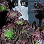 cat, succulent, plant, green, purple, indoor, pet, curious, wide_eyes, black_and_white, flora, nature, close_up, animal, feline, leaf, stem, background, houseplant, portrait