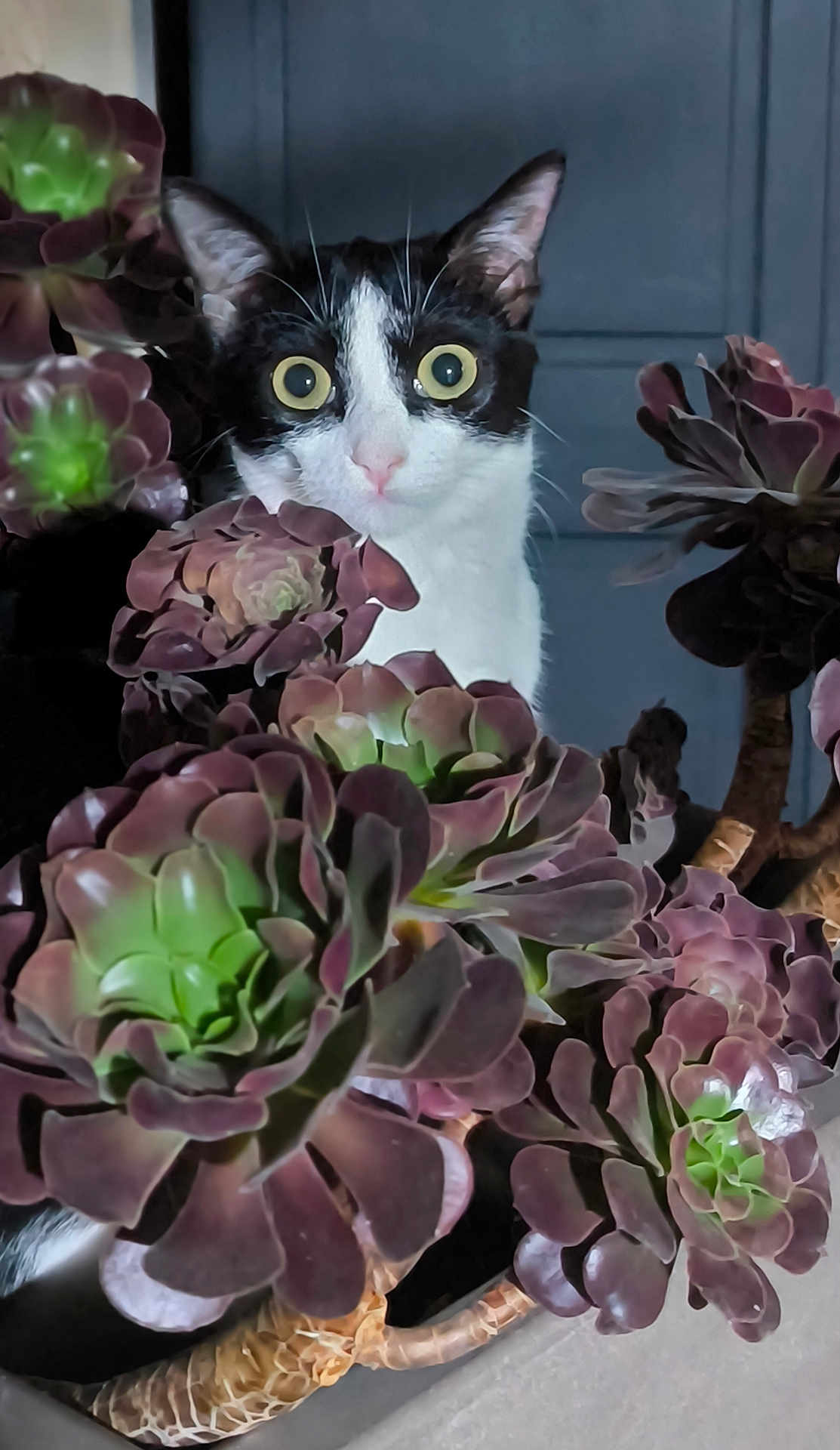 Molly a rejoint le concours — aidez-le/la à gagner de superbes lots ! cat, succulent, plant, green, purple, indoor, pet, curious, wide_eyes, black_and_white, flora, nature, close_up, animal, feline, leaf, stem, background, houseplant, portrait