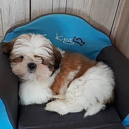 Opium a rejoint le concours — aidez-le/la à gagner de superbes lots ! carnivoran, chinese_imperial_dog, companion_dog, dog, dog_breed, dog_breed_group, dog_like_mammal, lhasa_apso, mammal, non_sporting_group, puppy, shih_tzu, snout, toy_dog, vertebrate