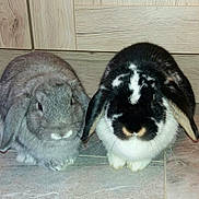 Melba Reglisse participe au concours pour gagner de l'argent avec cette photo : domestic_rabbit, fauna, rabbit, rabits_and_hares, snout, whiskers