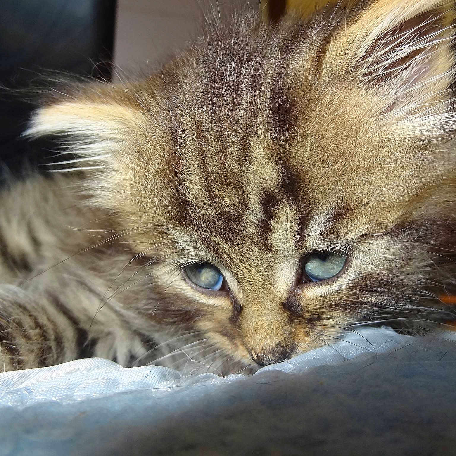 Indiana participe au concours pour gagner de l'argent avec cette photo :