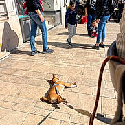 Bérénice a rejoint le concours — aidez-le/la à gagner de superbes lots ! adult, advertisement, backpack, blue_jeans, casual, child, clothing, dog, glasses, jacket, leash, outdoor, pavement, people, shadow, sidewalk, street, sunlight, urban, window