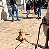 adult, advertisement, backpack, blue_jeans, casual, child, clothing, dog, glasses, jacket, leash, outdoor, pavement, people, shadow, sidewalk, street, sunlight, urban, window