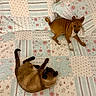Bérénice a rejoint le concours — aidez-le/la à gagner de superbes lots ! animal, bed, brown_cat, brown_dog, cat, comfortable, cozy, curious, cute, dog, floral_pattern, fur, indoor, patchwork, pet, puppy, quilt, resting, siamese_cat, sleepy