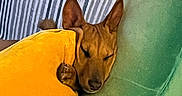 Bérénice participe au concours pour gagner de l'argent avec cette photo : closeup, comfort, cozy, dog, domestic_animal, ears, fur, green_couch, home, indoor, nap, pet, pillow, relaxation, resting, sleeping, snout, soft_furniture, striped_fabric, yellow_pillow