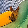 closeup, comfort, cozy, dog, domestic_animal, ears, fur, green_couch, home, indoor, nap, pet, pillow, relaxation, resting, sleeping, snout, soft_furniture, striped_fabric, yellow_pillow