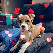 Apollo joined the competition — help win amazing prizes! big_eyes, blanket, collar, couch, dog, hanger, heart_filter, indoors, living_room, paw, pet, photo_frame, pillow, puppy, recliner, relaxed, soft_lighting, valentines_filter, wall_switch, wood_floor